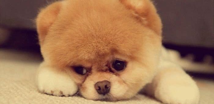 К чему снятся маленькие собачки по соннику