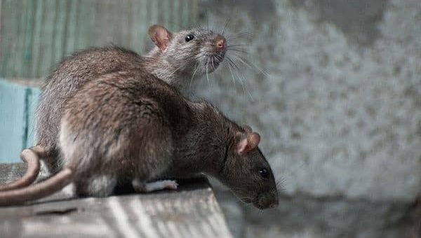 Заговоры против крыс и мышей: устраняем грызунов с помощью магии