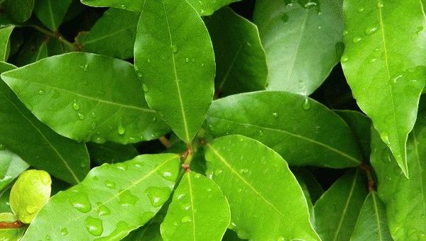 Заговор на лавровый лист в магической практике