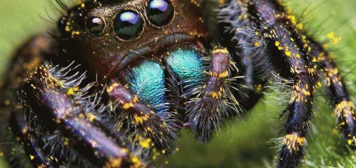 К чему снится паук - большой, черный и мохнатый?