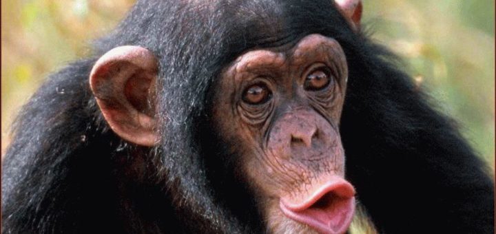 К чему снится обезьяна женщине?