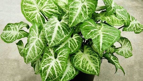 Сингониум - приметы и суеверия о комнатном растении