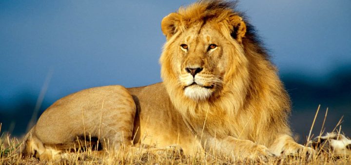 Совместимость Львов