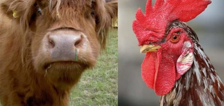 Совместимость Петуха и Быка