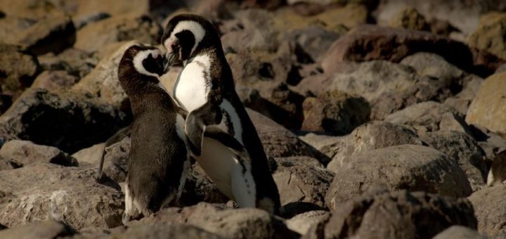 Совместимость Стрельца и Рака - причины конфликтов