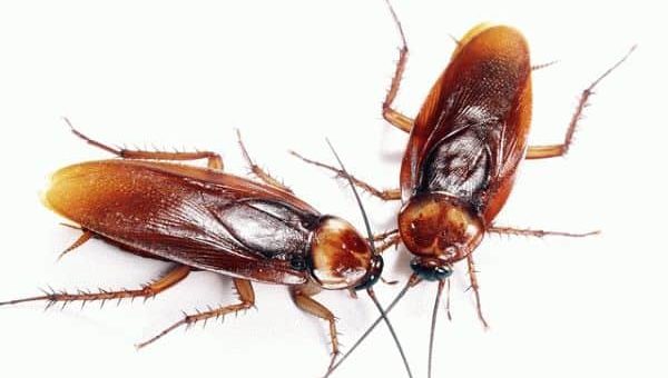 Заговор от тараканов - как избавиться от вредителей навсегда