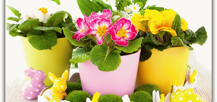 Цветы в горшках по соннику - к чему они снятся?