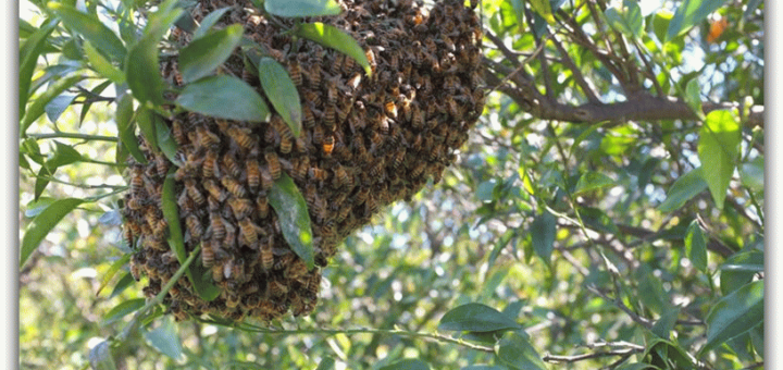 К чему снится рой пчел?