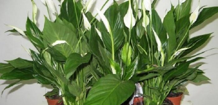 Говорят, чтобы в доме было счастье, нужно завести эти растения...