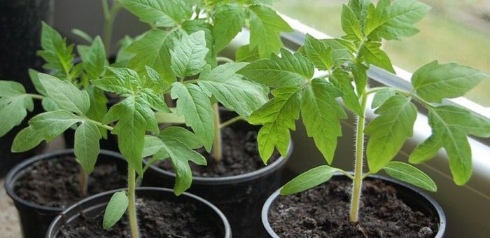 Лунный посевной календарь на апрель 2019 года - самые благоприятные дни для посадок