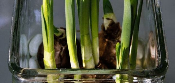 Как вырастить тюльпаны и нарциссы в вазе.