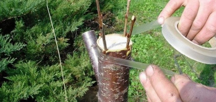 Дедовский способ прививки деревьев для большого урожая!
