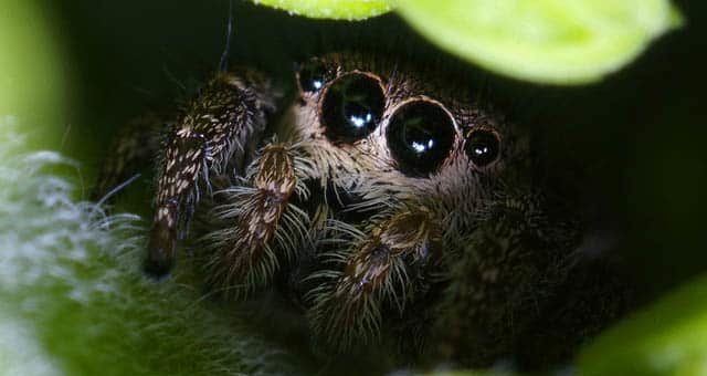 Паук - примета к счастью в доме и как избежать дурных значений
