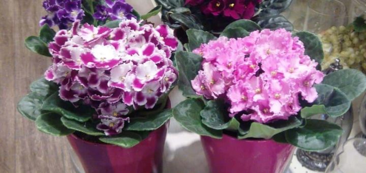 Фиалки в доме и какие приметы таит скромный цветок