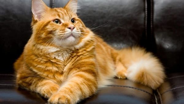 Приметы про рыжего кота или кошку в доме, радостные и предупреждающие