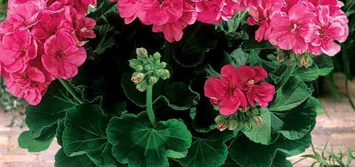 Красная, розовая и белая герань в доме - приметы и суеверия