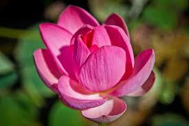 Значение имени Айгуль - черты характера и варианты судьбы