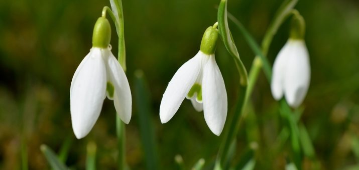 Теплый Алексей в 2022 году - дата праздника, обычаи, традиции, приметы