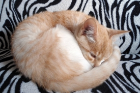 Кошки - предсказатели погоды