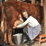 Доить корову во сне - сонник