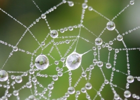 Приметы о пауках