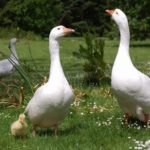 К чему снятся гуси - узнать значение сна