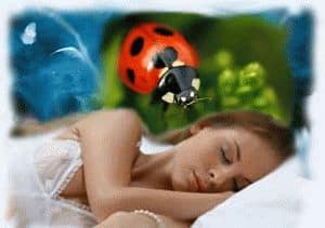 К чему снится божья коровка по соннику