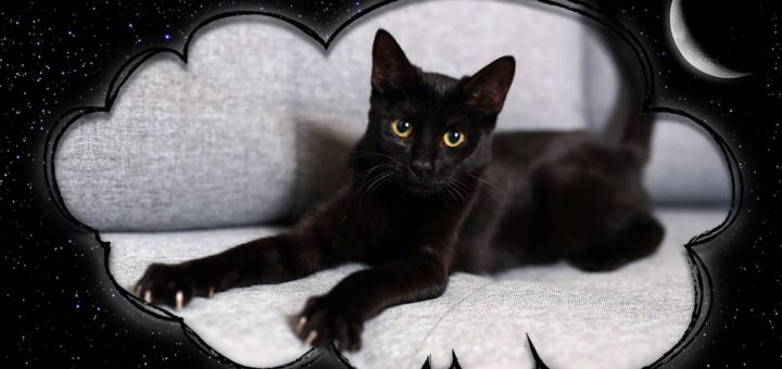 К чему снится чёрный котёнок - сонник