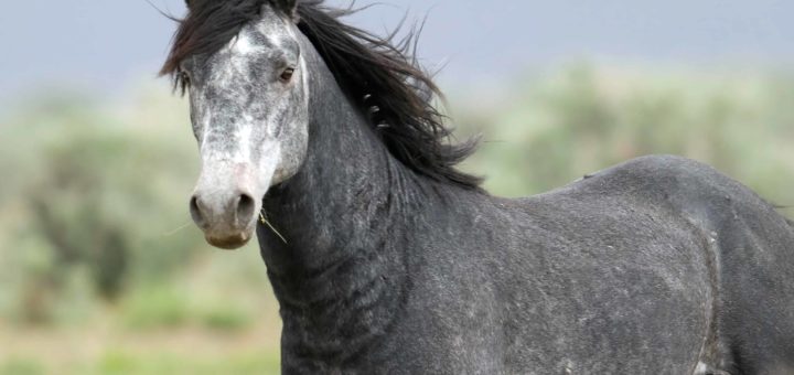 К чему снится лошадь мужчине - сонник Хассе