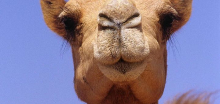 К чему снится верблюд женщине