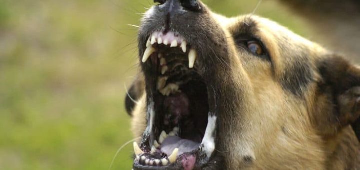 К чему снится злая собака - сонник