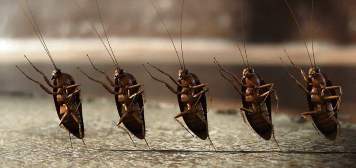 К чему снятся насекомые - сонник