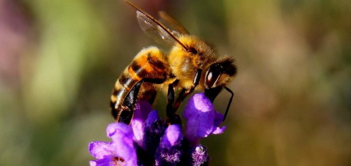 К чему снятся пчелы - толкование по сонникам