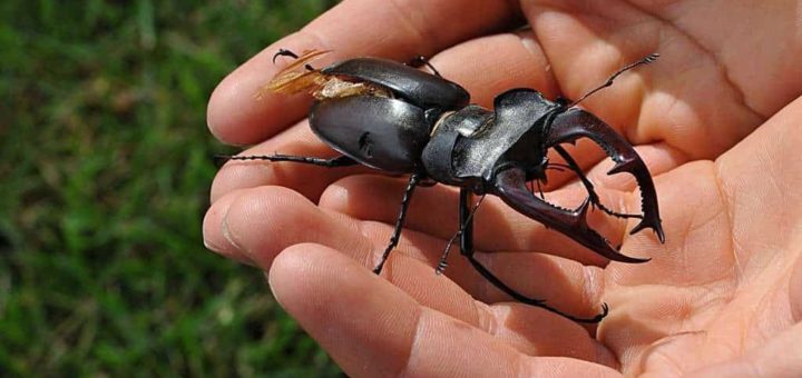 К чему снятся жуки - сонник