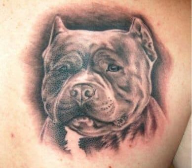 Значение тату питбуль, её разновидности и особенности размещения
