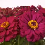 К чему снятся цветы - узнать значение сна