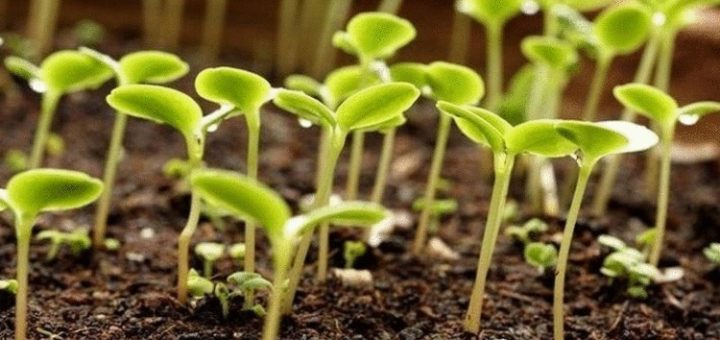 Дачникам на заметку. 10 лайфхаков для хорошего урожая