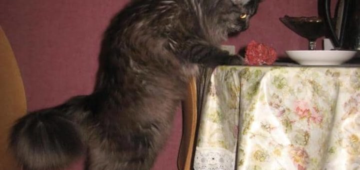 Как развить волевые качества личности - психология