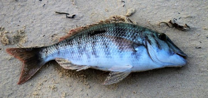 К чему снится большая рыба - толкование по сонникам