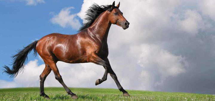 К чему снится конь - толкование по сонникам