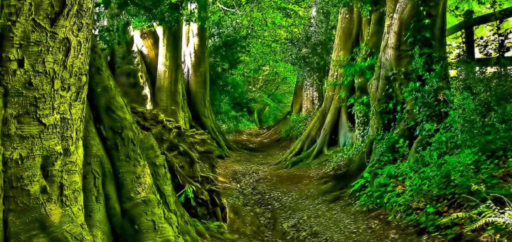 К чему снится дорога - толкование по сонникам