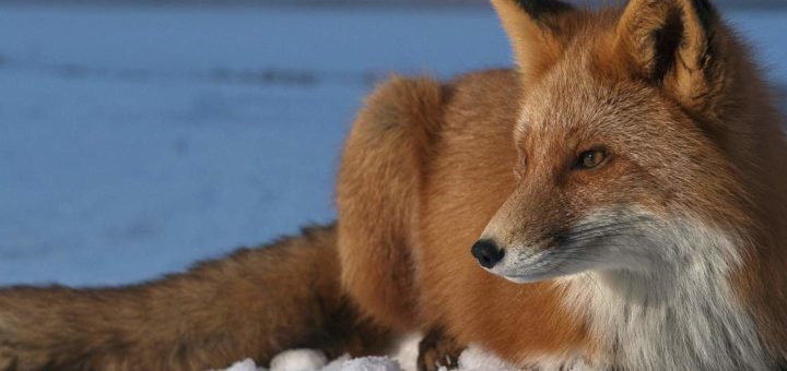 К чему снится лиса - толкование по сонникам