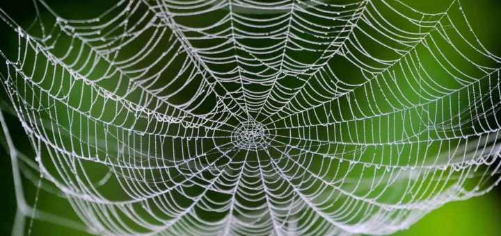 К чему снится паутина- толкование по сонникам