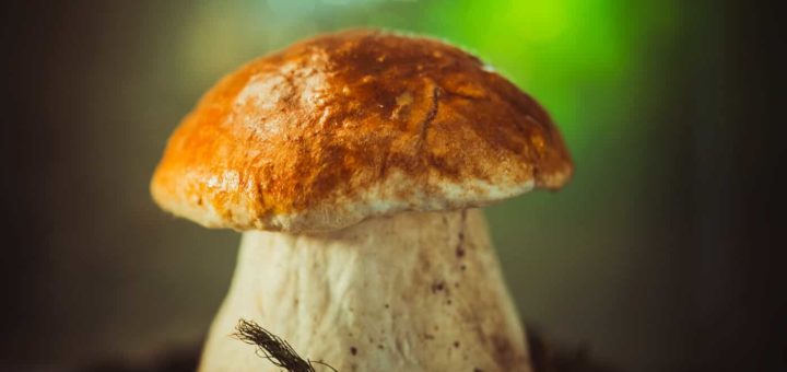 К чему снятся грибы - толкование по сонникам