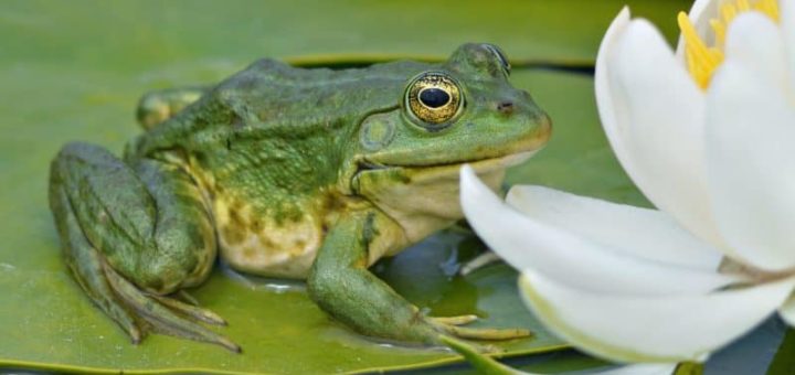 К чему снится жаба - толкование по сонникам