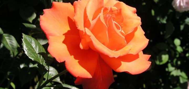 Необычный, однако действенный способ вырастить красивые розы на вашем участке