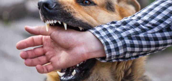 Сонник: во сне укусила собака