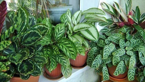 Фиалка, спатифиллум, герань, цикламен... 11 комнатных цветов, которые приносят женщинам счастье!