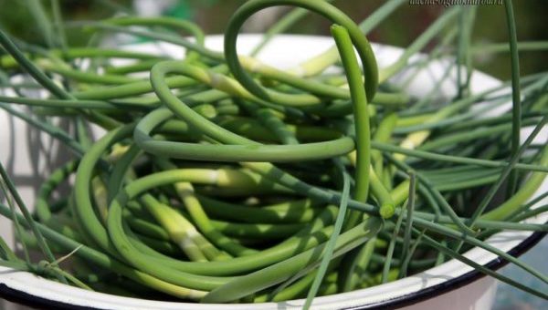 Стрелки чеснока — содержат огромное количество витаминов, оздоравливают, замечательная приправа