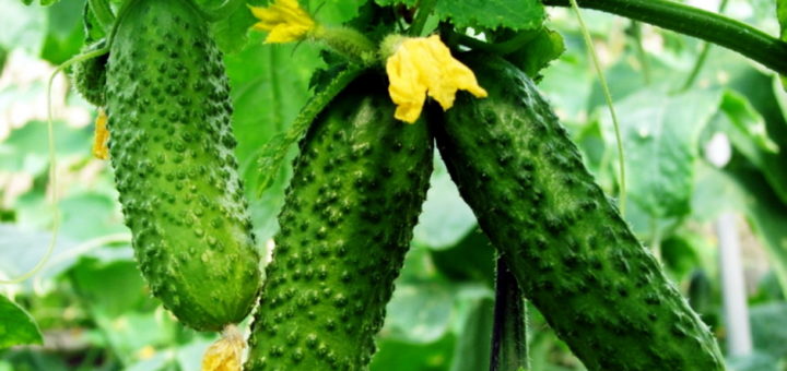 Как сохранить огурцы (и не только!) свежими даже на зиму — волшебный способ!